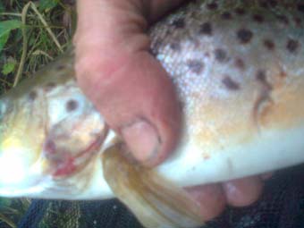 brown trout 4